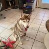 Husky