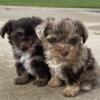 Yorkie (female) chocolate Merle