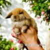 GREATEST BUNNIES ON EARTH BROOKES BUNNY FARM - HAND RASIED