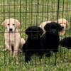 For Sale Puppies Lab/Golden Retriever