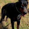 Akc Doberman STUD 100% European Import bloodlines