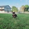 Shiba Inu puppies for sale