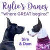 AKC OFA Great Dane Puppies