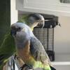 Red-Bellied Parrot for Sale – Friendly Young Bird – $2,300