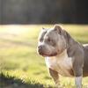 Ch Colson Stud credit available