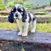 AKC American Cocker Spaniels, parti colored, sables and tri-colored