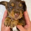 Mini dachshund puppies