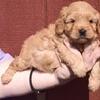 Mini goldendoodles 