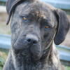 1.5 year old Daniff.   Mastiff Dane hybrid, in tact, in good health.  Great with people, loves kids.