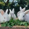 Beautiful baby Holland lops litter box trained