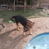 5 month old purebred german shepherd puppies