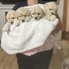 Eight weeks old and ready for a rehoming