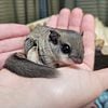 Southern Flying Squirrel Babies