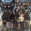 Female frenchies