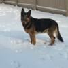 6 Year Old German Shepherd For Free. Needs New Home