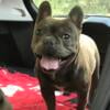 French Bulldog - funny, playful, loving blue boy