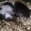 Free 2 female hamsters