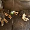 Chocolate & Tan Cavalier King Charles Spaniel female puppy SOLD