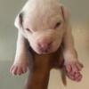 Puppy's four sale bully's all boys