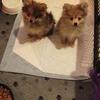 Pomeranian puppies