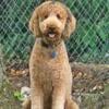 Handsome goldendoodle for stud