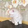 BRITISH SHORTHAIR KITTENS GIRL $600