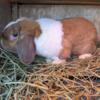 Holland lop buck