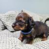 Miniature Dachshund Puppies