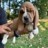 AKC Basset puppies for sale