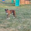 3 year old registered boxer for sale