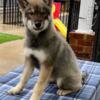 AKC and UKC CH sired Siberian Husky pups OFA parents