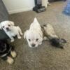 Yorkshire and shizu mix puppies for sale