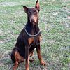 Female doberman