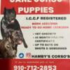 ICCF registered Cane Corso puppies