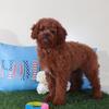 Roxanne Sweet Female Mini Goldendoodle
