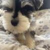 Mini Schnauzer Puppies Ready for Their Forever Homes