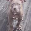 American Bully Puppies #1
