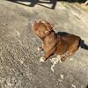 Micro American Bully Female For Sale 