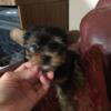 Teacup Yorkie puppy for sale