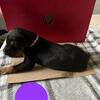 AKC European Doberman pups 