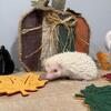 Hedgehogs 