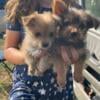 Pomeranian/Yorkshire terrier puppies