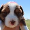 Australian Shepherd Puppy Mocha!