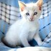 Blue eyed Siamese Kitten 
