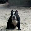 American bully pups for sale 