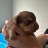 Extreme American Pocket Bully Puppies