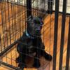 registered akc papers cane corso 11 wks ready today 2 left