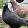 Racing Pigeons for sale