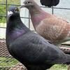 Pineapple Conures For Sale Or Trade For Other Birds in Columbia, South
