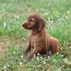 Irish Setter Puppy